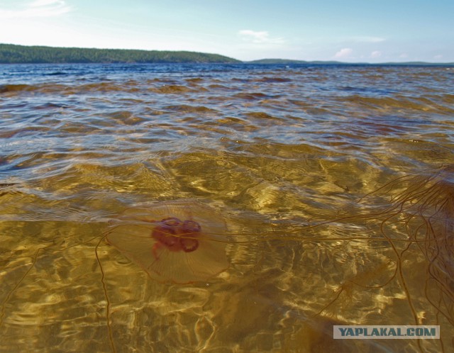 Карелия. Белое море.