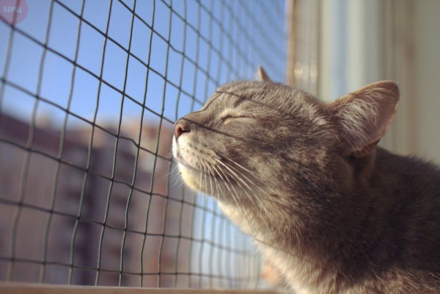 Коты из сети
