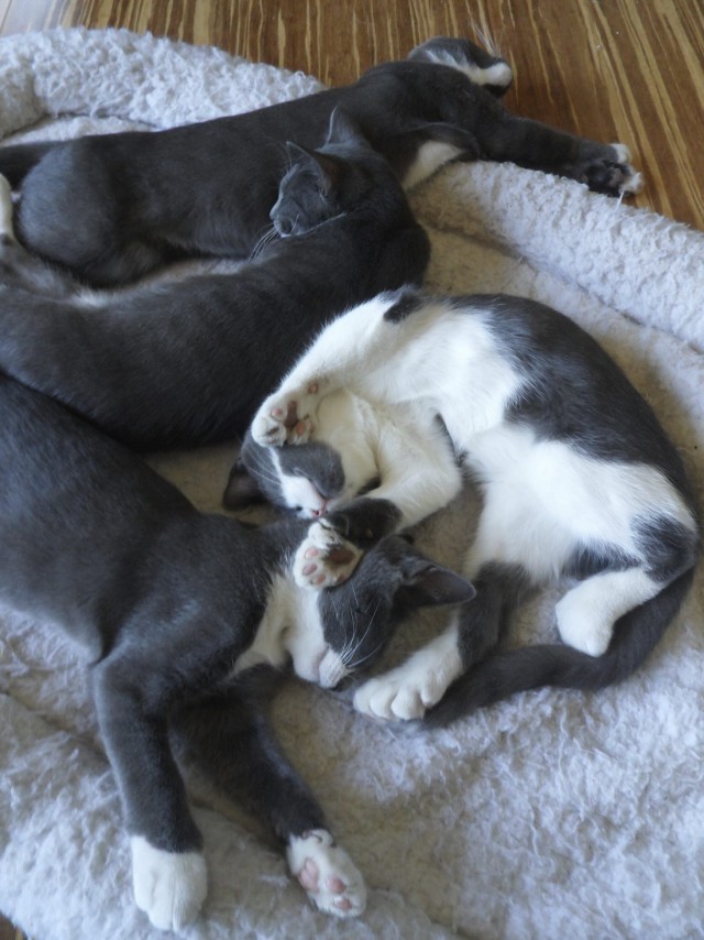 Коты и Кошки
