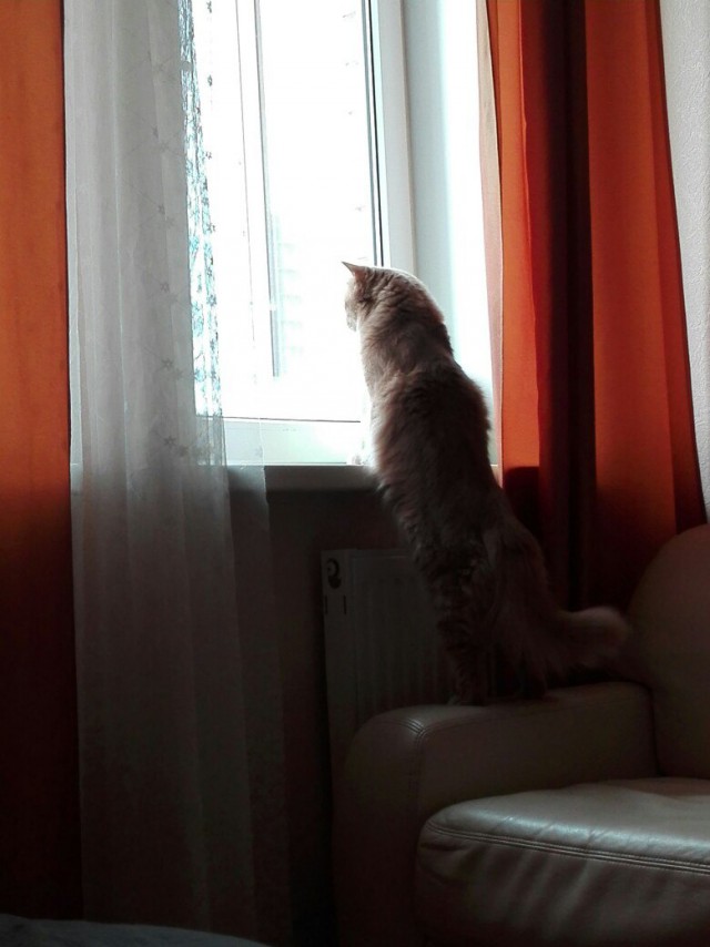 Коты и Кошки