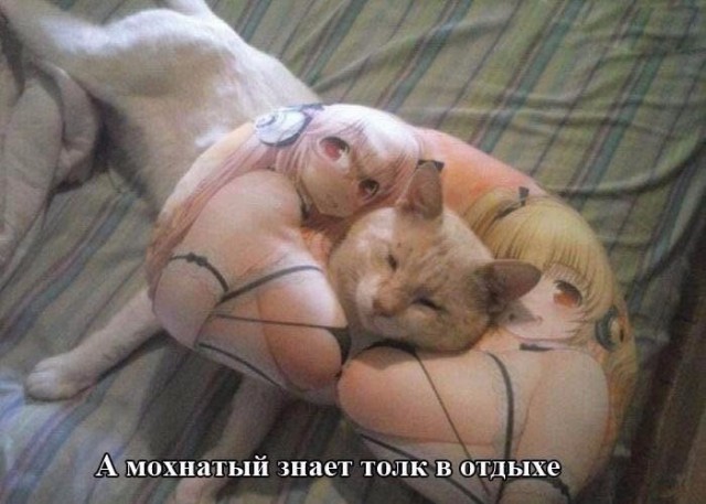 Картинки из сети