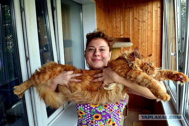 Джокер и его семья