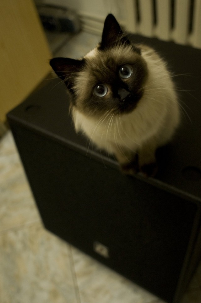 Коты и Кошки