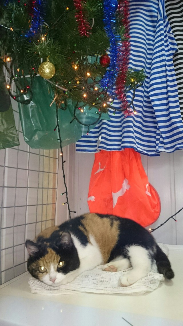 Коты и Кошки