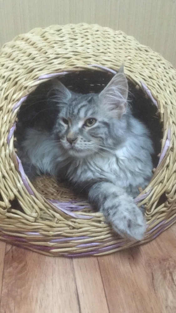 Котовторник 9.01.2018