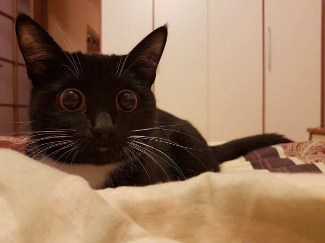 Прикольных котов пост