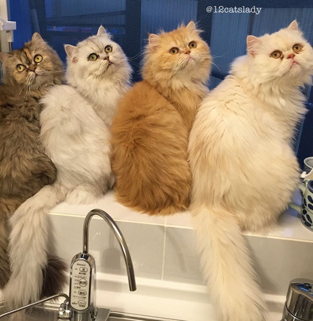 Прикольных котов пост