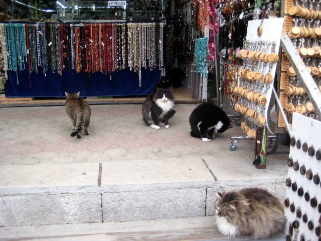 Крымские каникулы. Котовторник