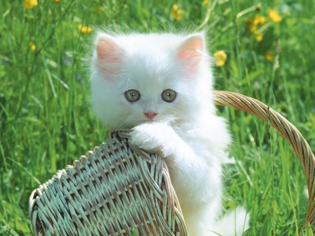 Котовторник на ЯПлакалъ (03.06), котята (31 шт)