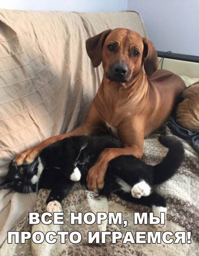 Живность из сети
