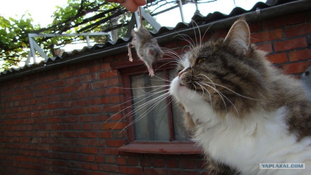 Котовторник на 6 июля