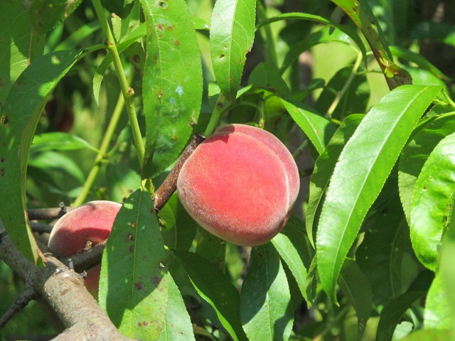 Я лучше куплю, говорят они