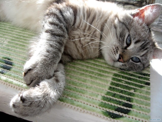 Котовторник на середину июня