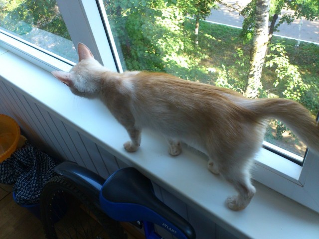 Сонный Котовторник