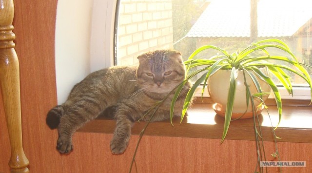 Экспокот 2011