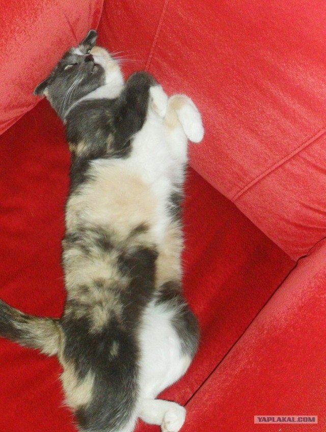 Котовторник 20.12.2011