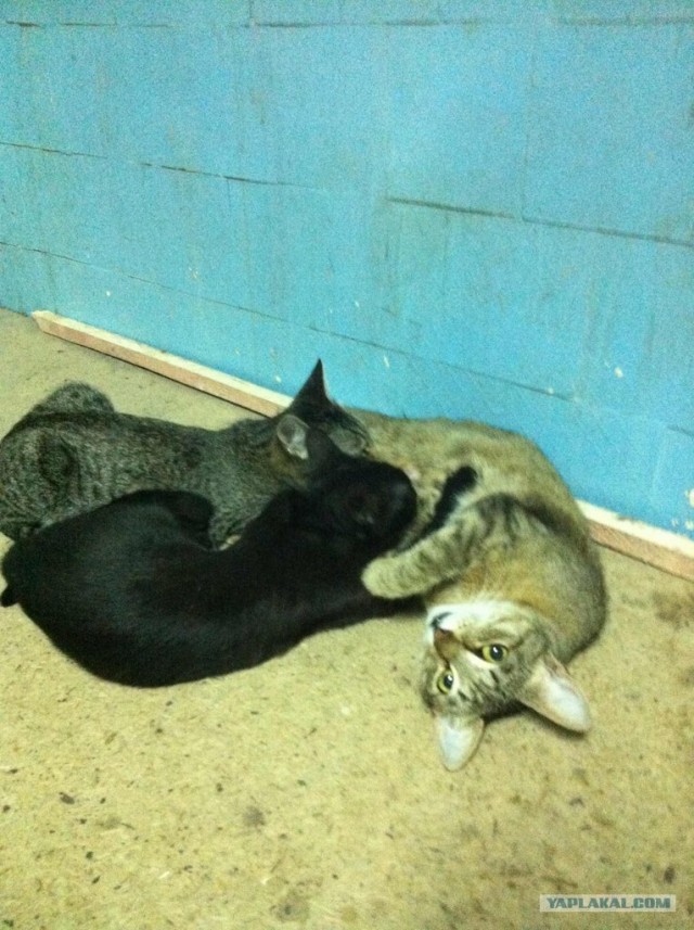 Котовторник  19.06.2012
