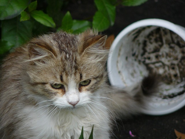 Котовторник 03 07 2012