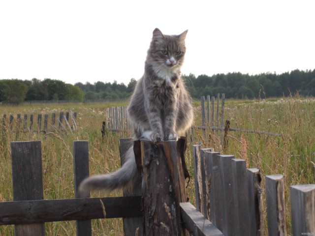 Котовторник  4.09.12