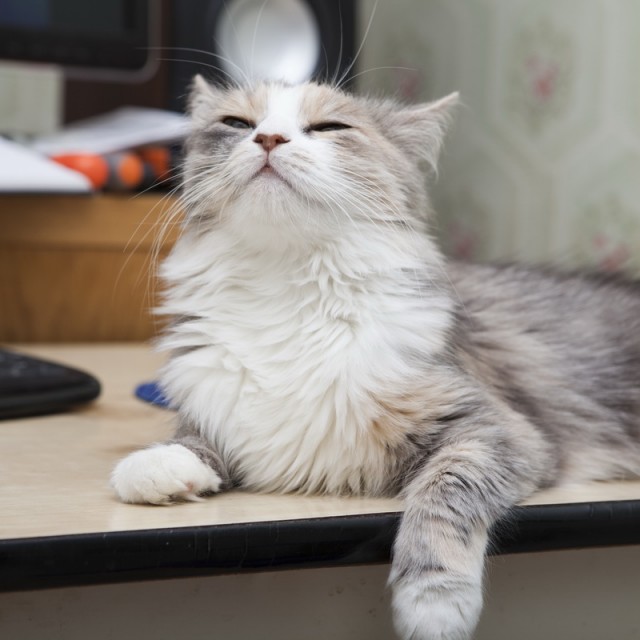 Котовторник ( 23.10. 2012. )