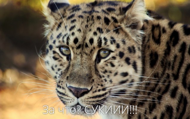 Леопёрдовые леди слишком дикие, чтобы жить и слишком редкие, чтобы сдохнуть.