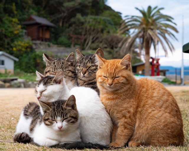 Котовторник однако