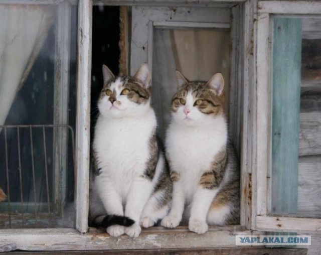 Задорные заборные котэ