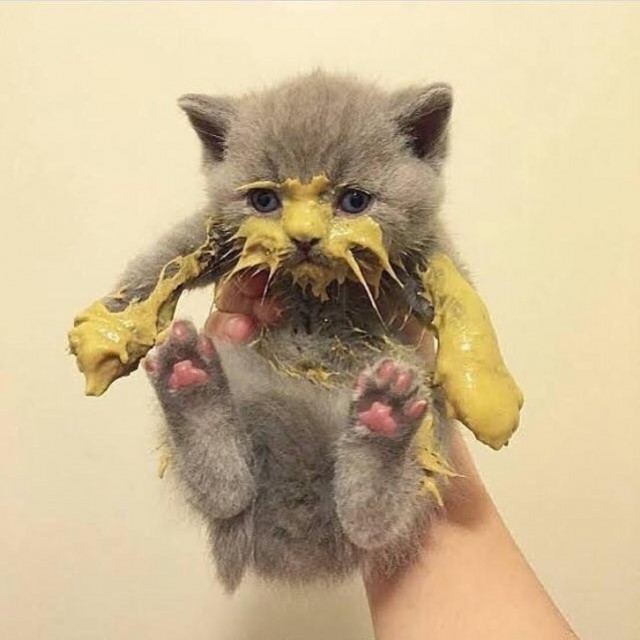 Зверушки