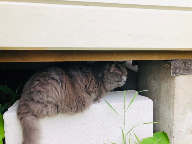 Котовторник?! Коты во вторник!