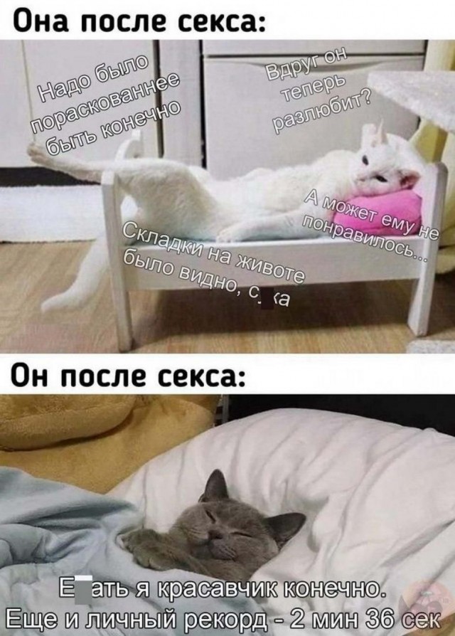 Забавные шутки, картинки и фразы из этих ваших интернетов
