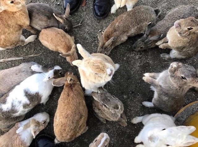 Подборка забавной живности