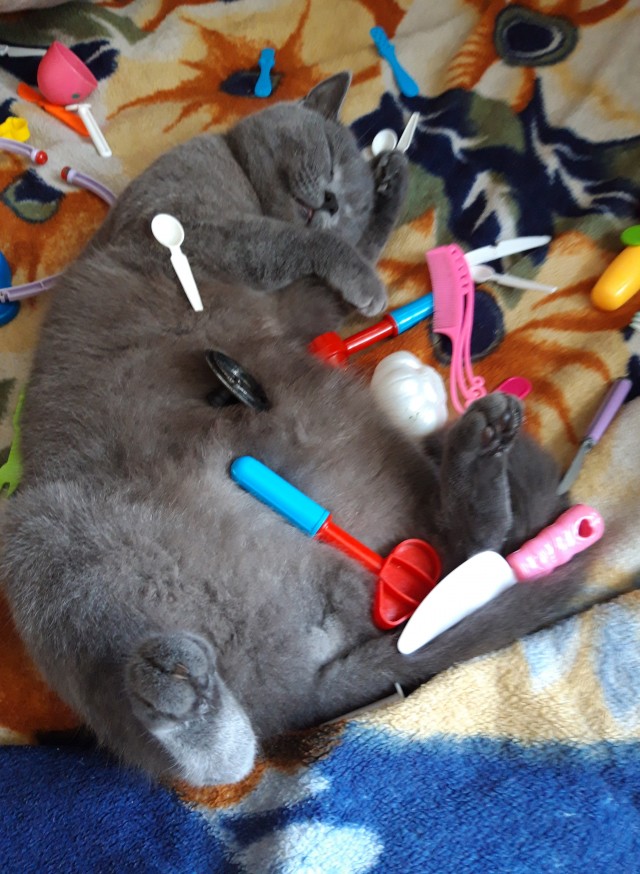 Последний котовторник 2020 года