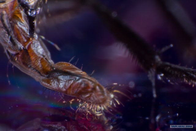 Покормил муху сахаром