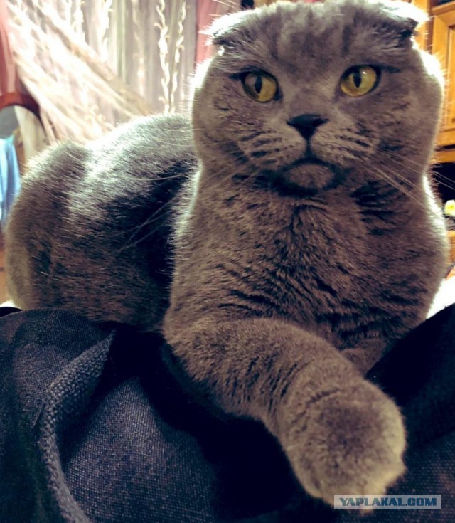Котовторник же!