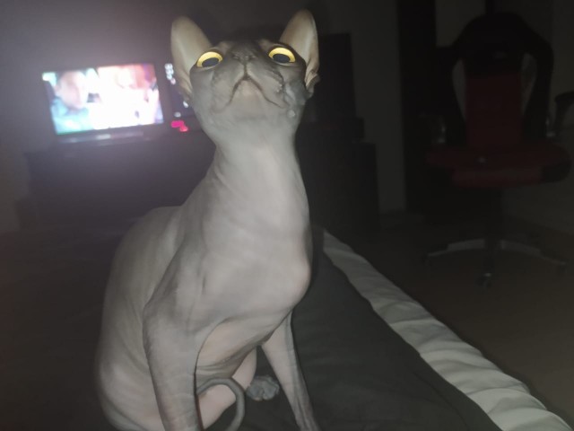 Хоба! Котовторник!