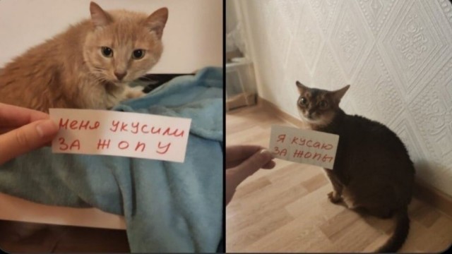 Весёлый полтишок 23.07