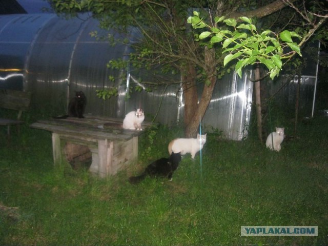 Жизнь домашнего приюта для котеек 354