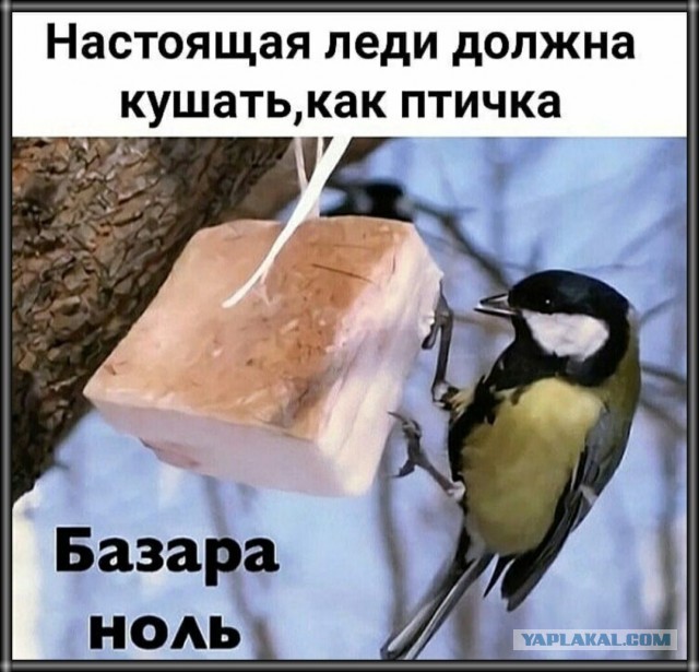 Кормушка