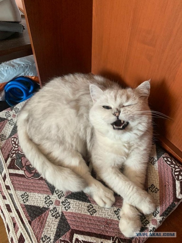 Кусь