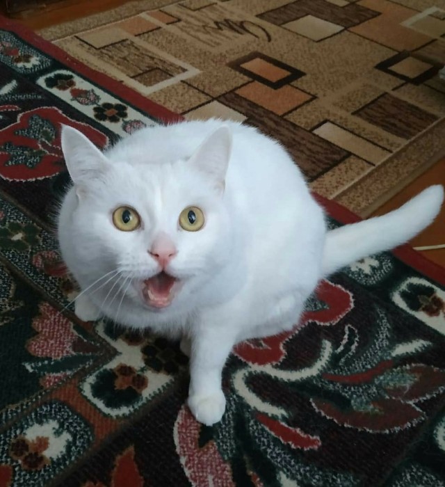 Котовторник 25.01.22
