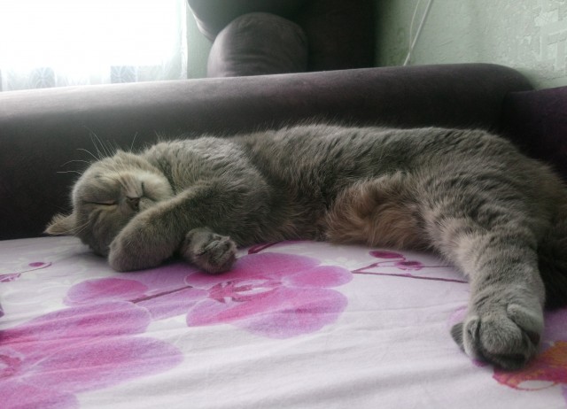 Милота котовторника