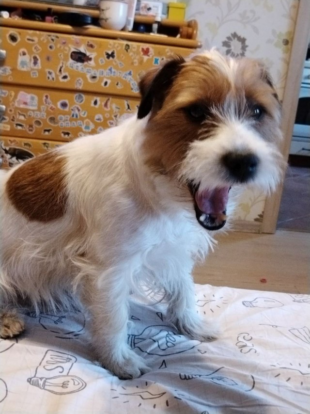 Собачий четверг же