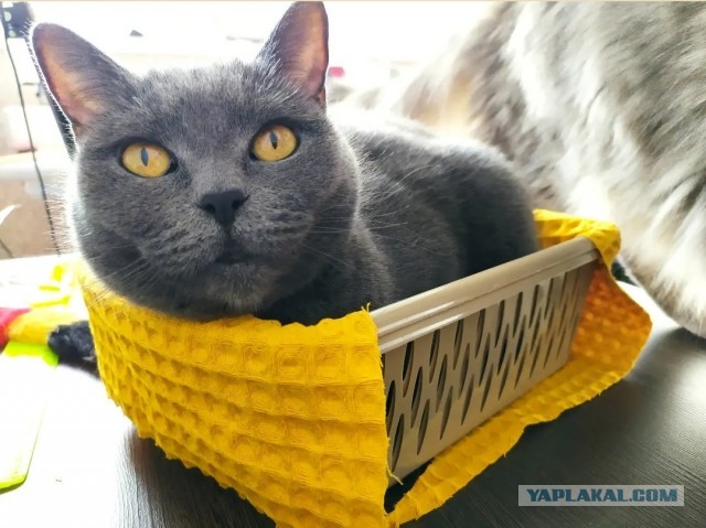 А что это мы котовторник не начинаем? Время пришло!