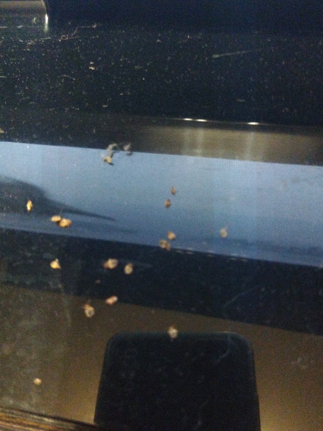 Клопы в доме. Нужны одекватные советы