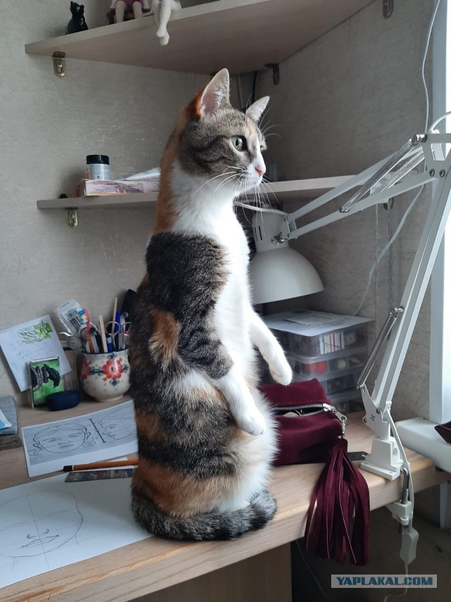 Ну, поехали в котоввторник!