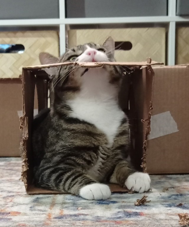 Котовторник. Королева помойки