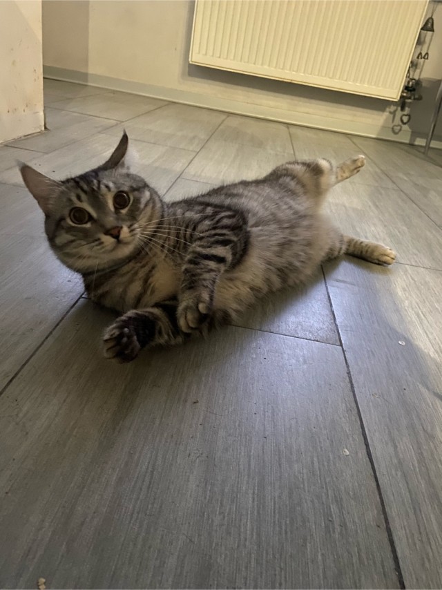 Начну котовторник чуть раньше!