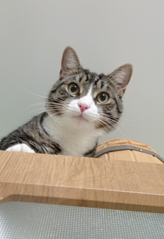 Ура! Котовторник.