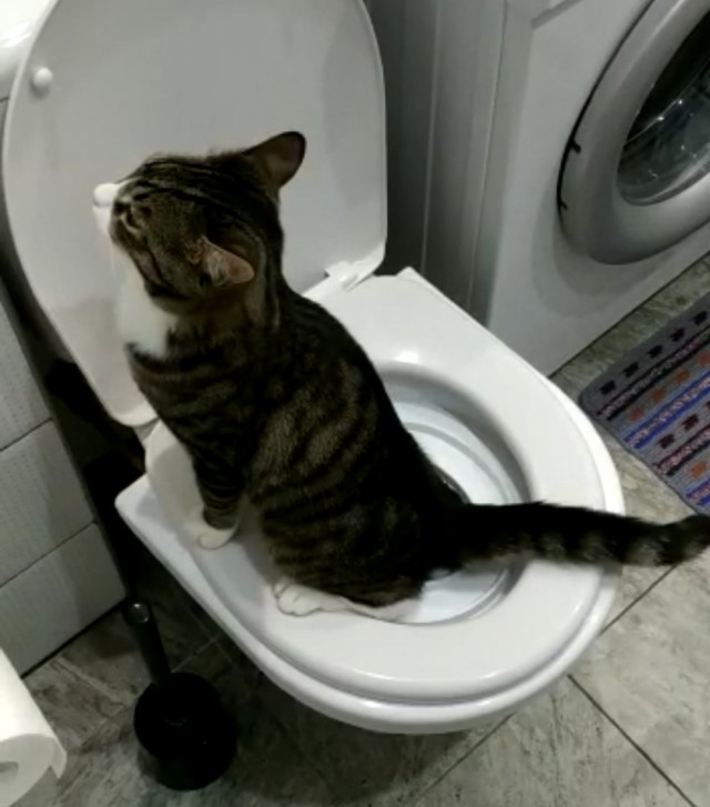 Про котиков и гов...