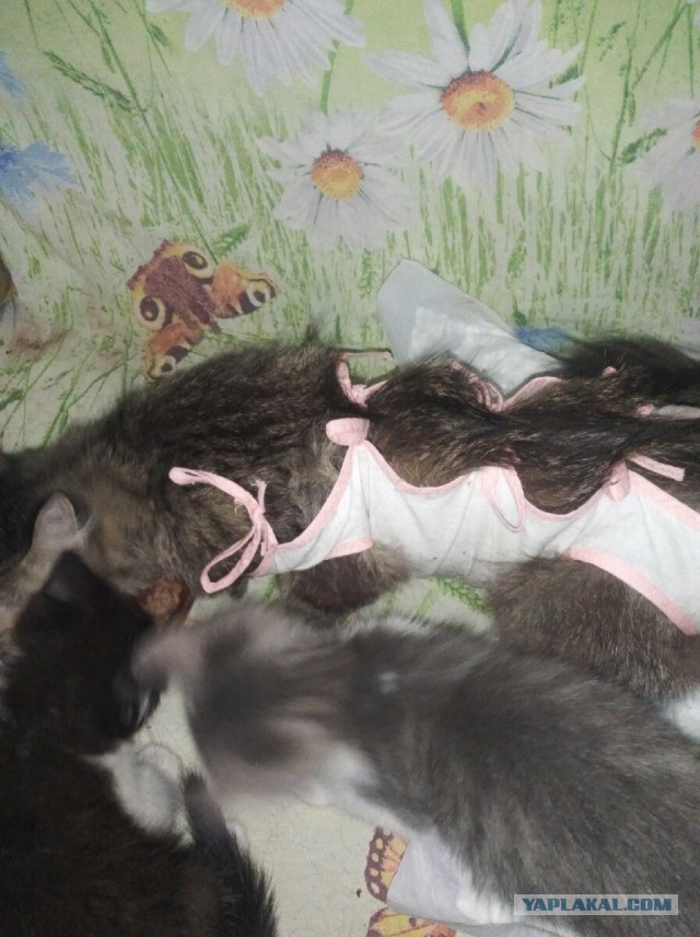 Котики в беде